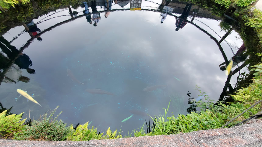 水深10ｍですが曇っていても底まで見える透明度です！金色の魚はアルビノニジマスのようです。