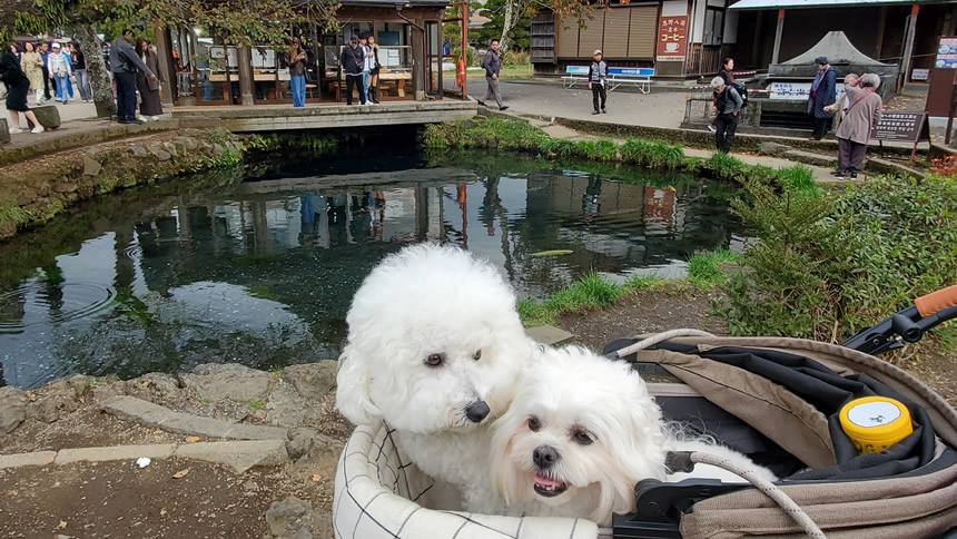 水が透き通ったとても透明度の高いきれいな池が見えてきました！『忍野八海　五番霊場　湧池（わくいけ）』