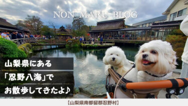 山梨県にある忍野八海で愛犬のんまるとお散歩してきたよ♪（山梨県南都留郡忍野村）