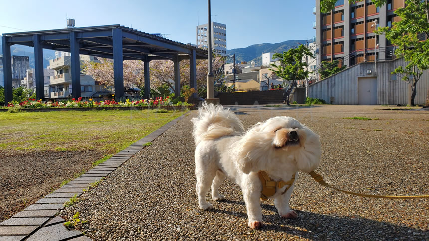 写真を撮るときにちょうど海風が強く吹いてきて、のんちゃんの風浴び写真が撮れました！