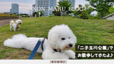 二子玉川公園で愛犬のんまるとお散歩してきたよ（東京都世田谷区）