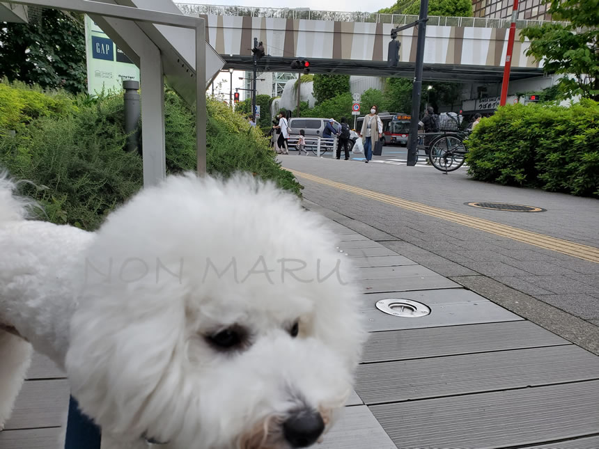 今日はお買い物帰りに二子玉川公園に向かいました。