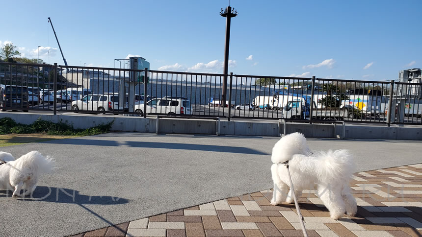 車を停めて目の前に見える芝生の広場に向かってお散歩開始♪