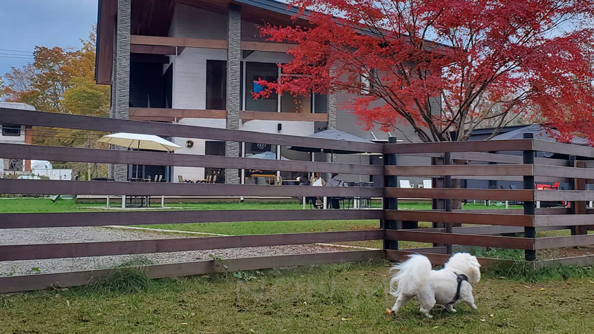 のんちゃんも楽しく探検中!