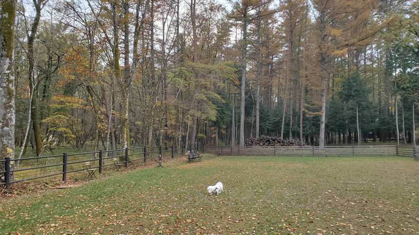 自由に走り回って遊んでます。