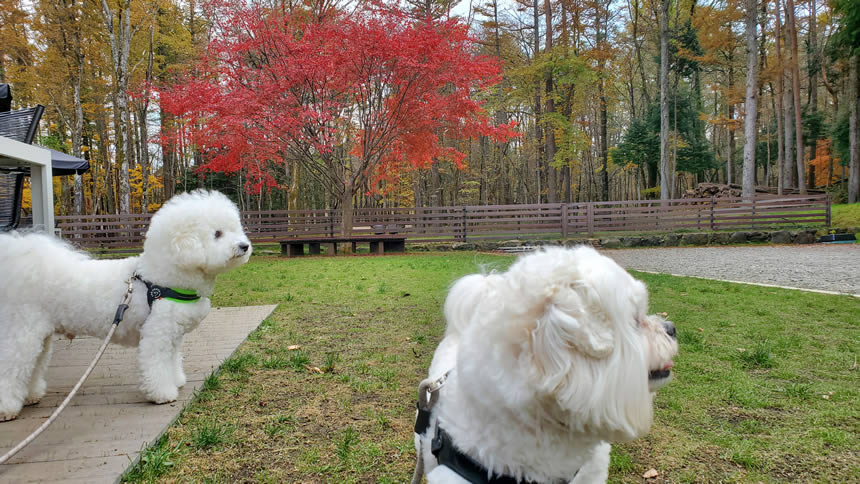 カートを取りに車に行ったのでじっと戻ってくるのを見てます!
