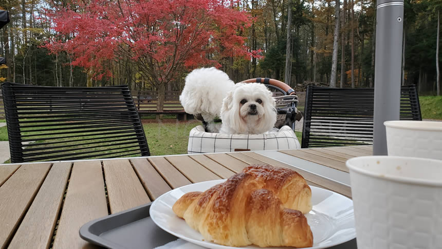 のんまる達はカートでゆっくりしてもらいカフェタイムです♪