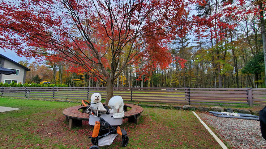 帰る前にきれいなモミジの木をバックに写真撮影…まるがなかなかこっちを向いてくれません(笑)