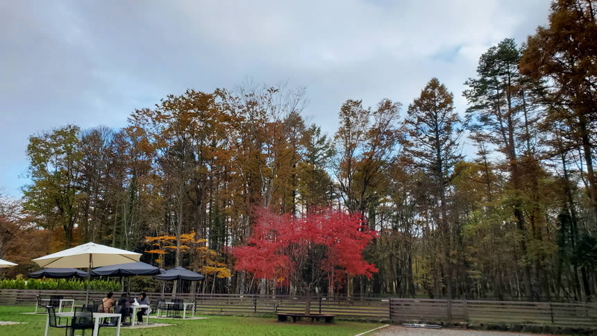 紅葉もきれいでテラス席も素敵な感じ!