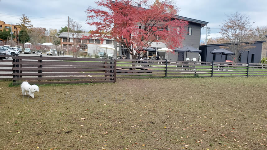 真剣な顔して探検中のまる♪