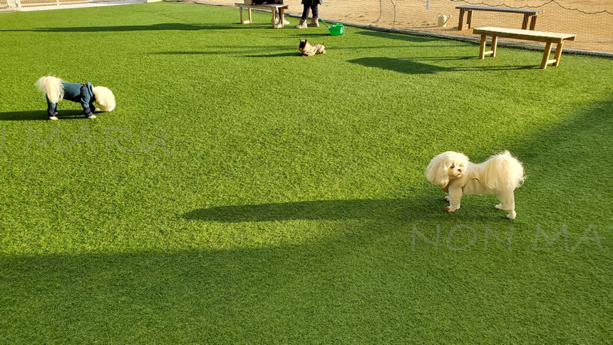 他のワンちゃんともご挨拶した後、いい感じの距離を保ちながら遊びました♪