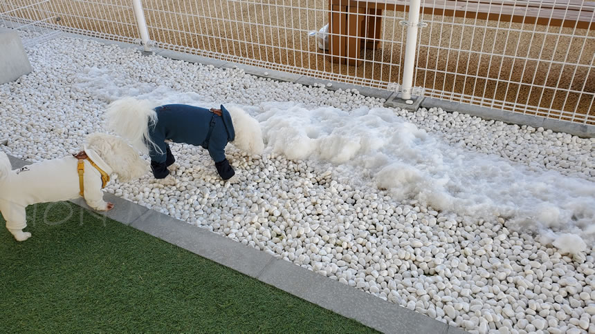 少し残っていた雪にのんまる達は興味津々！