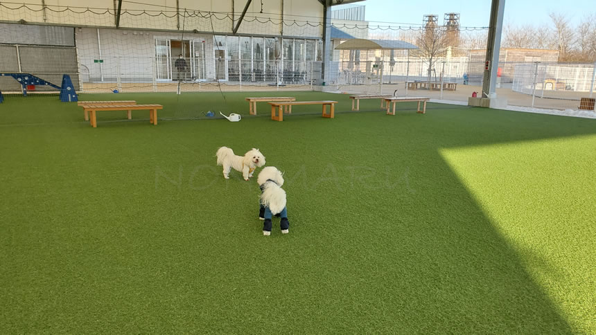 何度も、のんまる達で追いかけっこしてたくさん走り回れて大満足♪