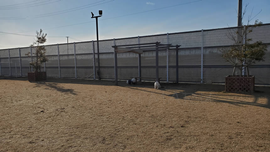 ドッグランに入りさっそく探検開始♪