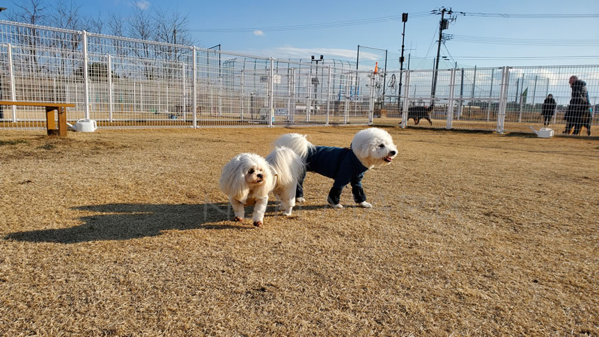 楽しく走っている間に他のエリアにもワンちゃん達も増えてきて気になってる様子の、のんまる達。