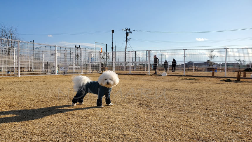 まるはのんちゃんに追いかけてもらいたくて待ってます！